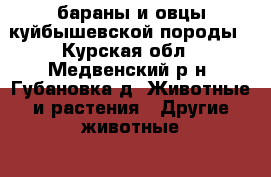 бараны и овцы куйбышевской породы - Курская обл., Медвенский р-н, Губановка д. Животные и растения » Другие животные   